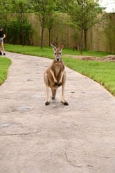 Walkway